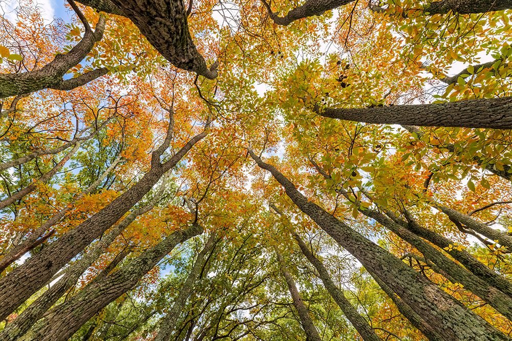 Fall color sassafras trees, Stephen A. Forbes State Park, Marion County, Illinois. art print by Richard and Susan Day for $57.95 CAD