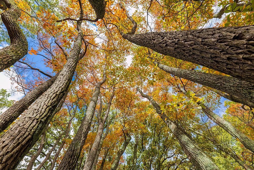 Fall color sassafras trees, Stephen A. Forbes State Park, Marion County, Illinois. art print by Richard and Susan Day for $57.95 CAD
