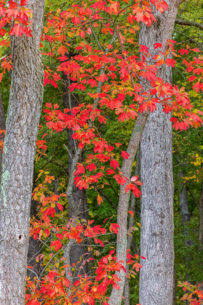 Fall color sassafras trees, Stephen A. Forbes State Park, Marion County, Illinois. art print by Richard and Susan Day for $57.95 CAD