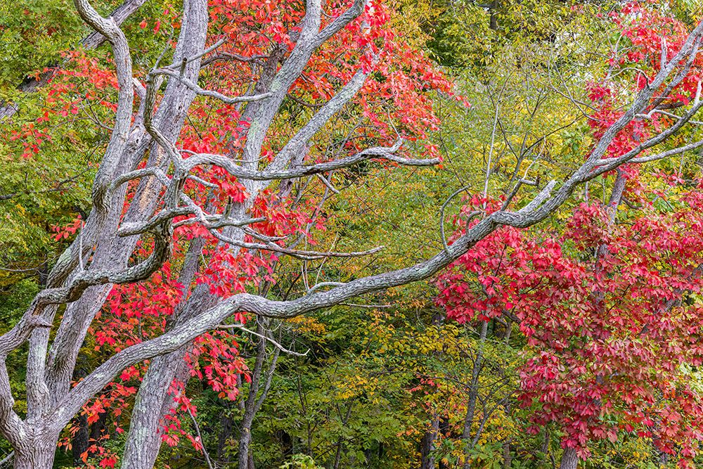 Fall color sassafras trees, Stephen A. Forbes State Park, Marion County, Illinois. art print by Richard and Susan Day for $57.95 CAD