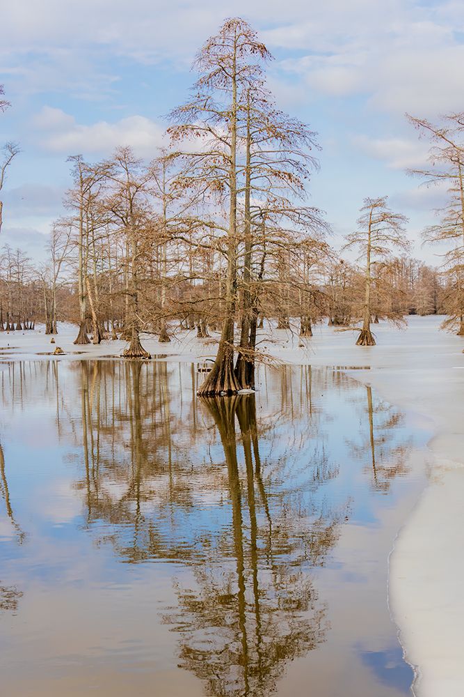 Cypress trees in winter, Horseshoe Lake State Fish and Wildlife Area, Alexander County, Illinois. art print by Richard and Susan Day for $57.95 CAD