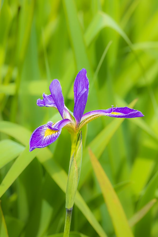 Blue flag iris in wetland, Marion County, Illinois. art print by Richard and Susan Day for $57.95 CAD