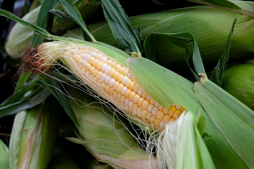 Fresh corn in Shipshewana farmers market in Amish country Indiana art print by Alan Klehr for $57.95 CAD