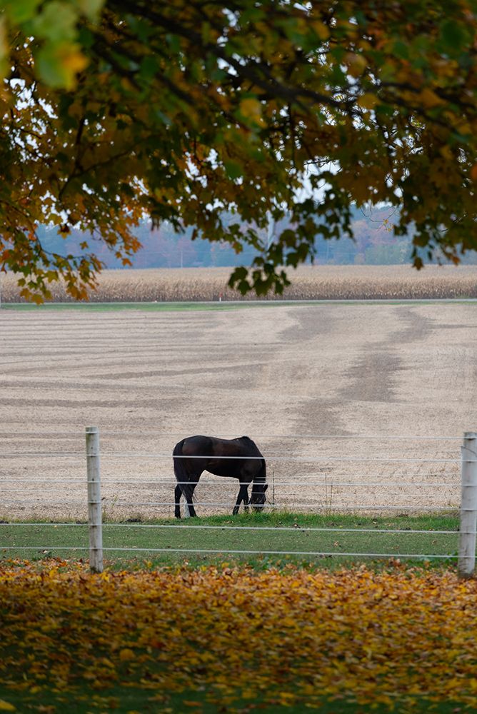 Horse grazing in empty field in Amish country in the autumn art print by Alan Klehr for $57.95 CAD