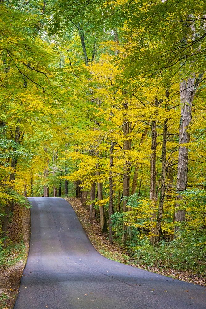 Curvy Road in Clifty Creek Park-Southern Indiana art print by Anna Miller for $57.95 CAD