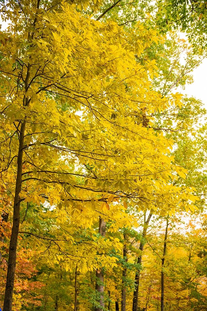 Backlit Autumn Yellow Foliage in Clifty Creek Park-Southern Indiana art print by Anna Miller for $57.95 CAD