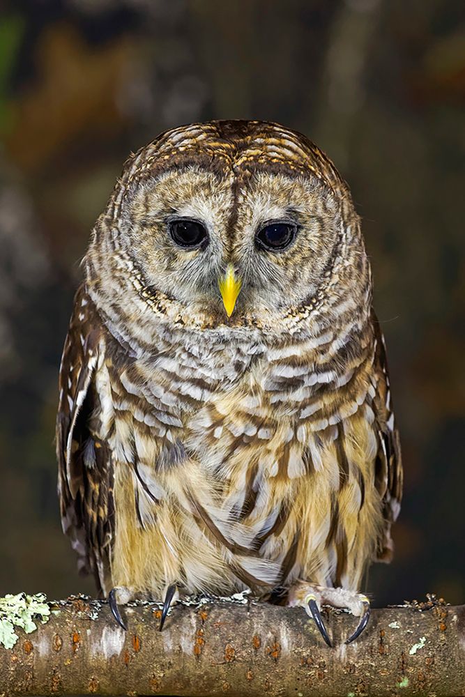 Barred owl-Kentucky art print by Adam Jones for $57.95 CAD