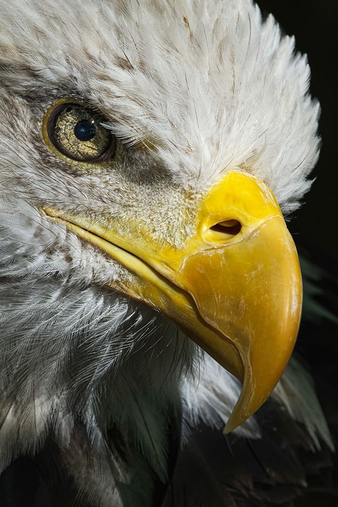 Close-up portrait of Bald eagle-Kentucky art print by Adam Jones for $57.95 CAD