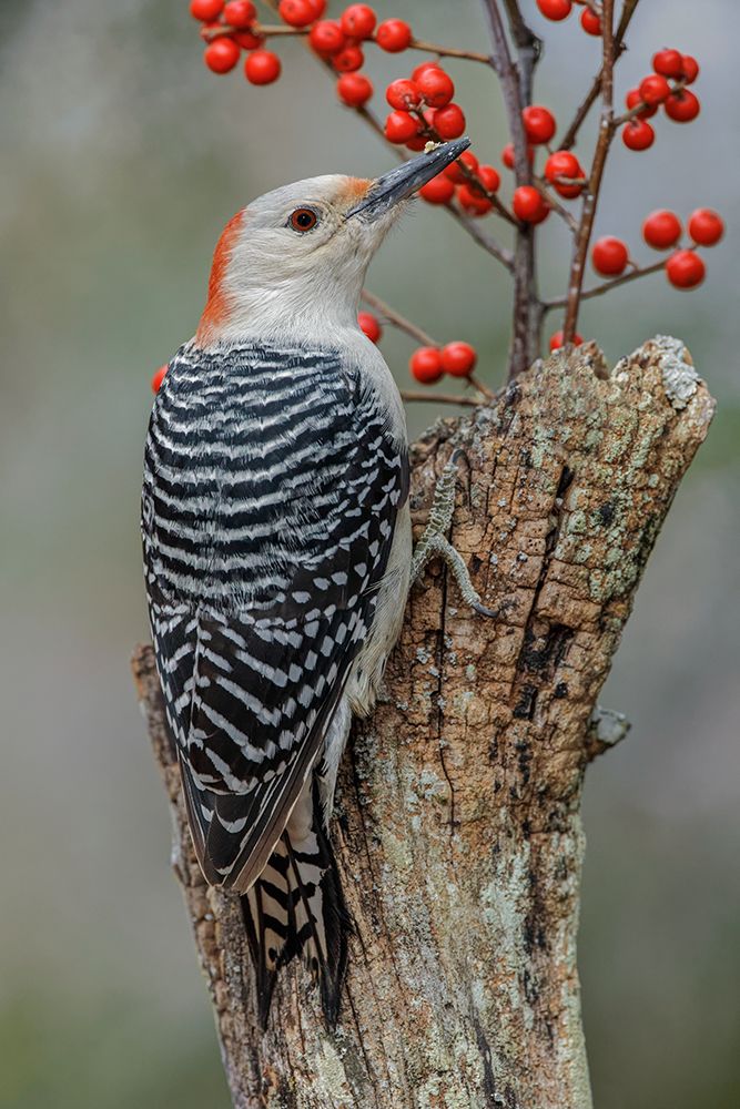 Female Red-bellied woodpecker and red berries-Kentucky art print by Adam Jones for $57.95 CAD