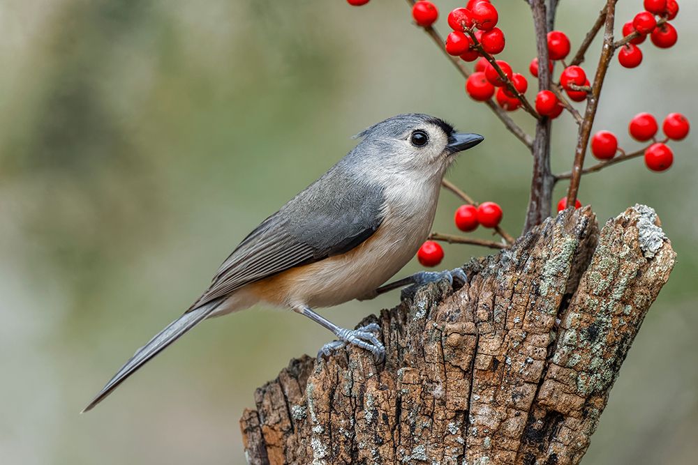 Tufted titmouse and red berries-Kentucky art print by Adam Jones for $57.95 CAD