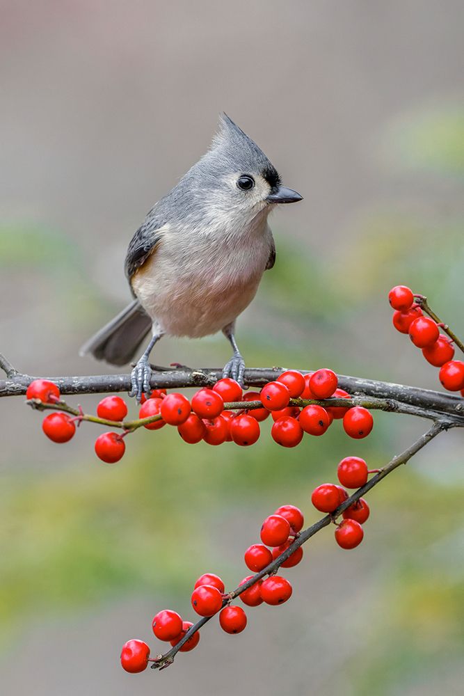 Tufted titmouse and red berries-Kentucky art print by Adam Jones for $57.95 CAD