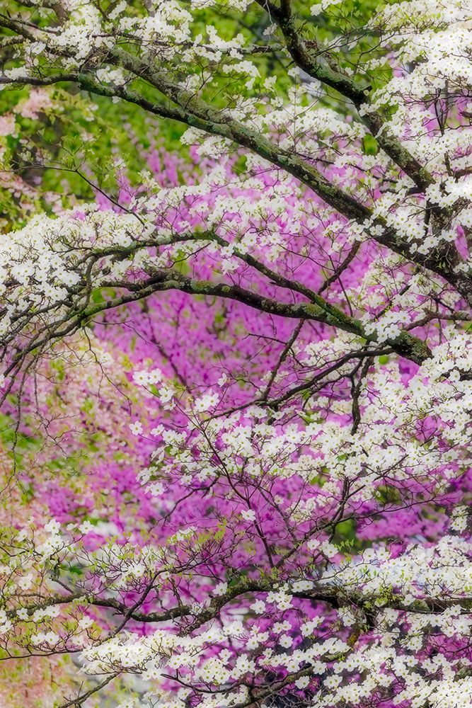 Soft focus view of flowering dogwood tree and distant Eastern redbud-Kentucky art print by Adam Jones for $57.95 CAD