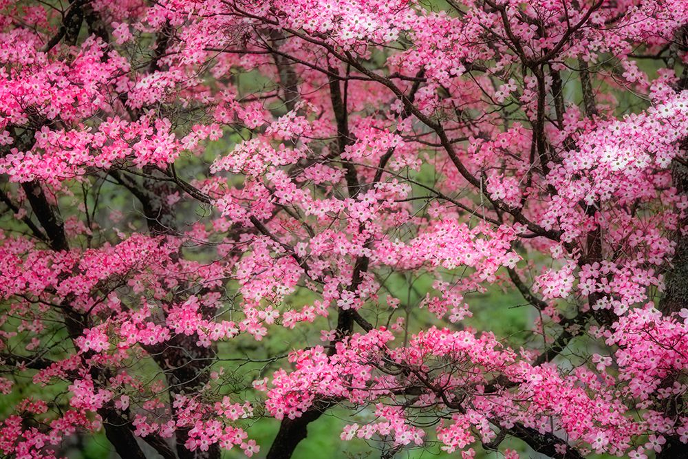 Soft focus view of large pink flowering dogwood tree in full bloom-Kentucky art print by Adam Jones for $57.95 CAD