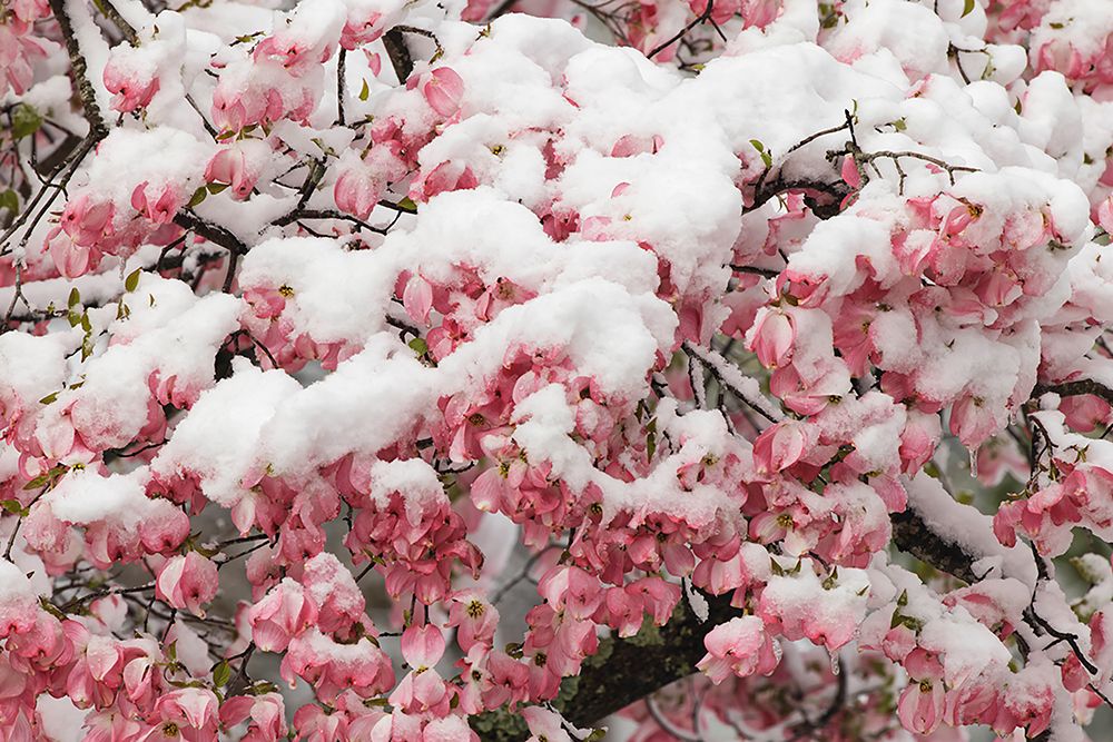 Light snow on pink dogwood tree in early spring-Louisville-Kentucky art print by Adam Jones for $57.95 CAD