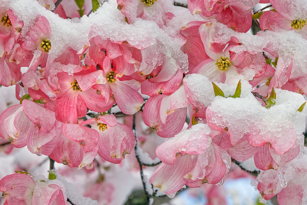 Light snow on pink dogwood tree in early spring-Louisville-Kentucky art print by Adam Jones for $57.95 CAD
