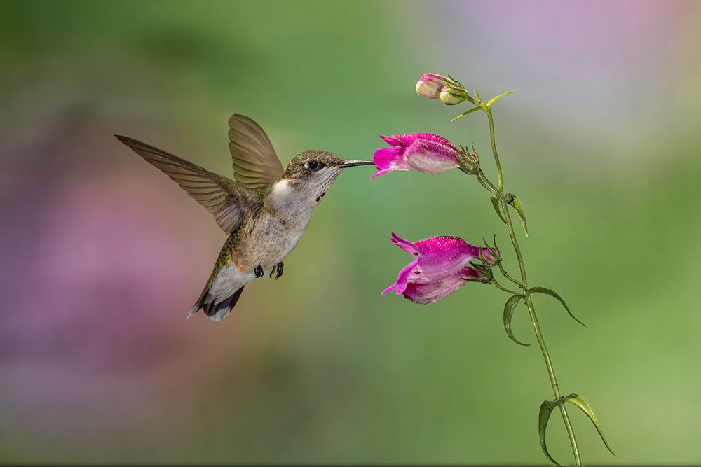 Female Ruby-throated hummingbird flying around flower-Louisville-Kentucky art print by Adam Jones for $57.95 CAD