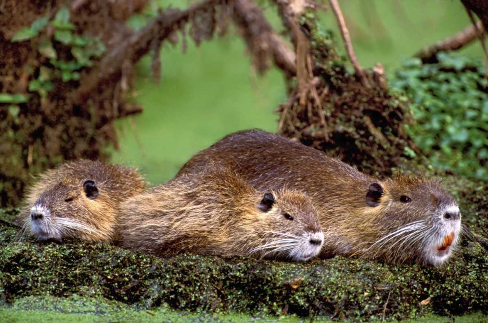 Louisiana,  Family of wild nutria resting on log art print by Dave Welling for $57.95 CAD