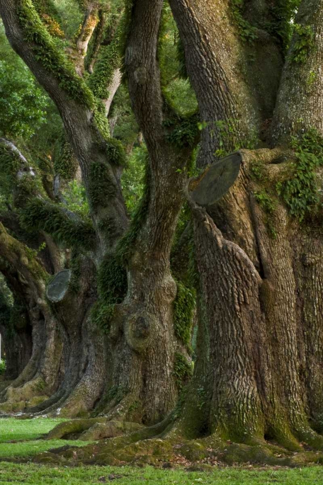Louisiana, Vacherie A line of old oak trees art print by Wendy Kaveney for $57.95 CAD