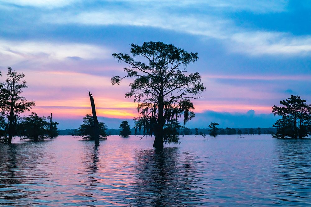USA-Louisiana-Atchafalaya Basin-Atchafalaya Swamp-bald cypress and sunrise art print by Jaynes Gallery for $57.95 CAD