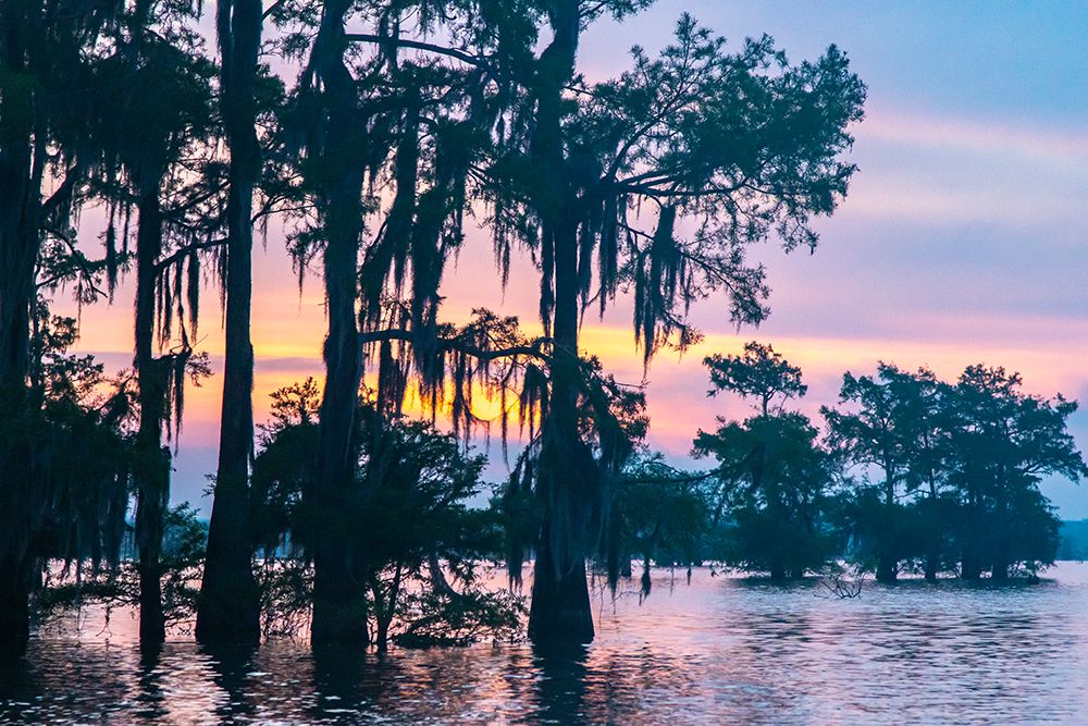 USA-Louisiana-Atchafalaya Basin-Atchafalaya Swamp Cypress trees reflect on at sunrise art print by Jaynes Gallery for $57.95 CAD