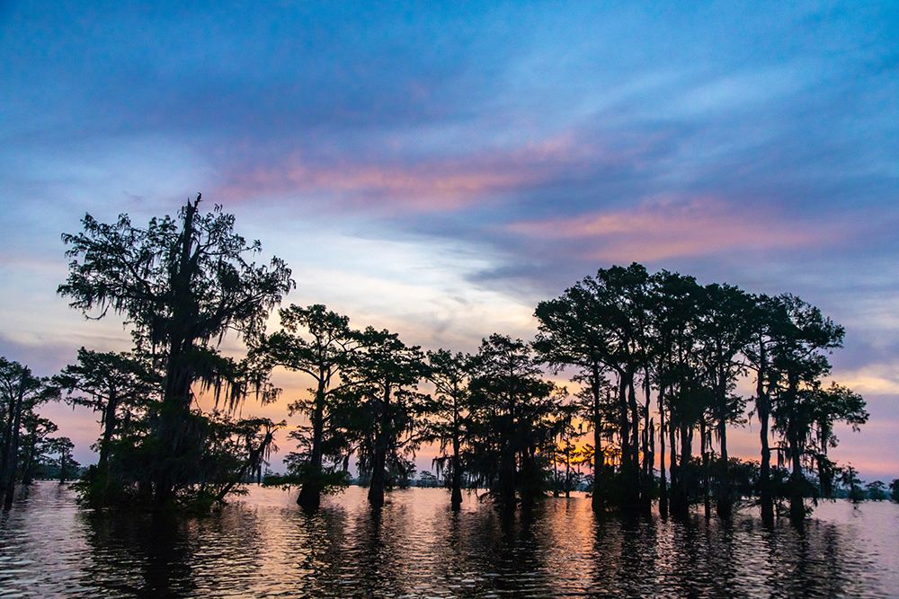 USA-Louisiana-Atchafalaya Basin-Atchafalaya Swamp Cypress trees reflect on at sunrise art print by Jaynes Gallery for $57.95 CAD
