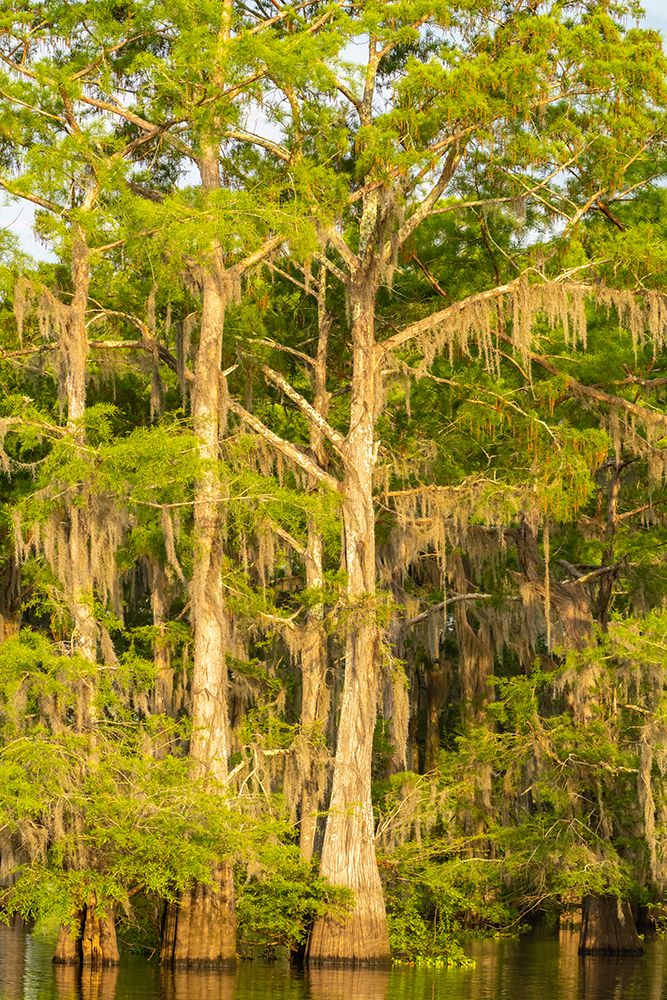 USA-Louisiana-Atchafalaya Basin-Atchafalaya Swamp Cypress trees reflect in swamp art print by Jaynes Gallery for $57.95 CAD