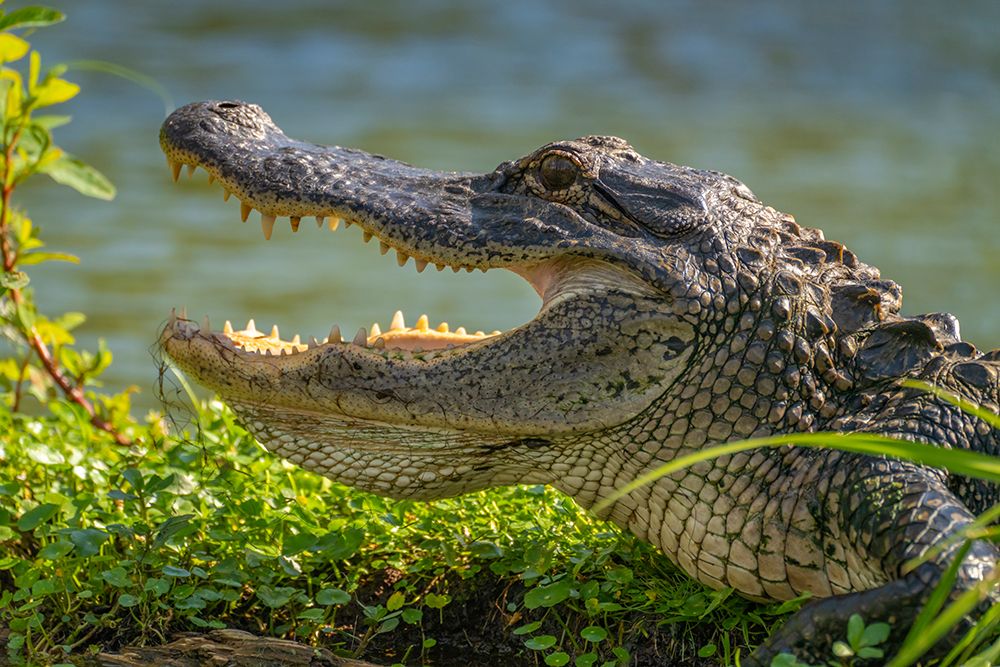 USA-Louisiana-Lake Martin Close-up of alligator cooling off art print by Jaynes Gallery for $57.95 CAD