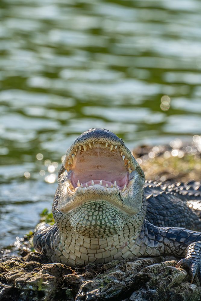 USA-Louisiana-Lake Martin Close-up of alligator cooling off art print by Jaynes Gallery for $57.95 CAD