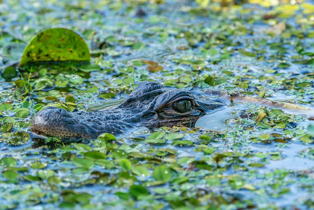 USA-Louisiana-Lake Martin Head of alligator in swamp water art print by Jaynes Gallery for $57.95 CAD