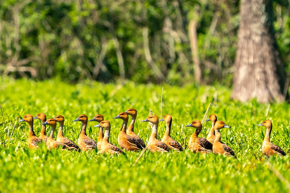 USA-Louisiana-Evangeline Parish Fulvous whistling duck flock in grass art print by Jaynes Gallery for $57.95 CAD