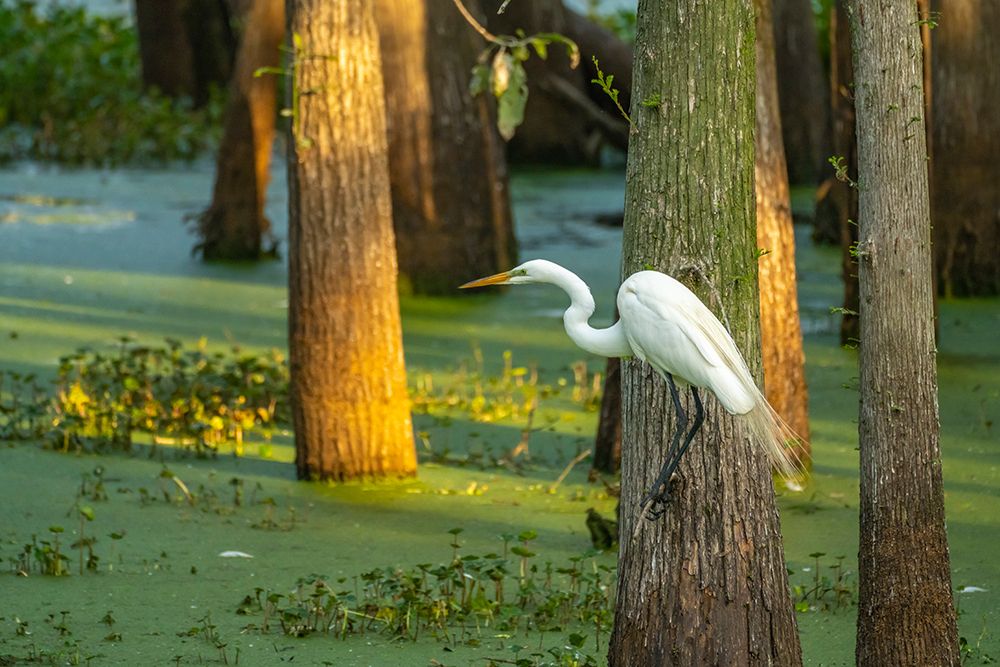 USA-Louisiana-Evangeline Parish Great egret and swamp art print by Jaynes Gallery for $57.95 CAD
