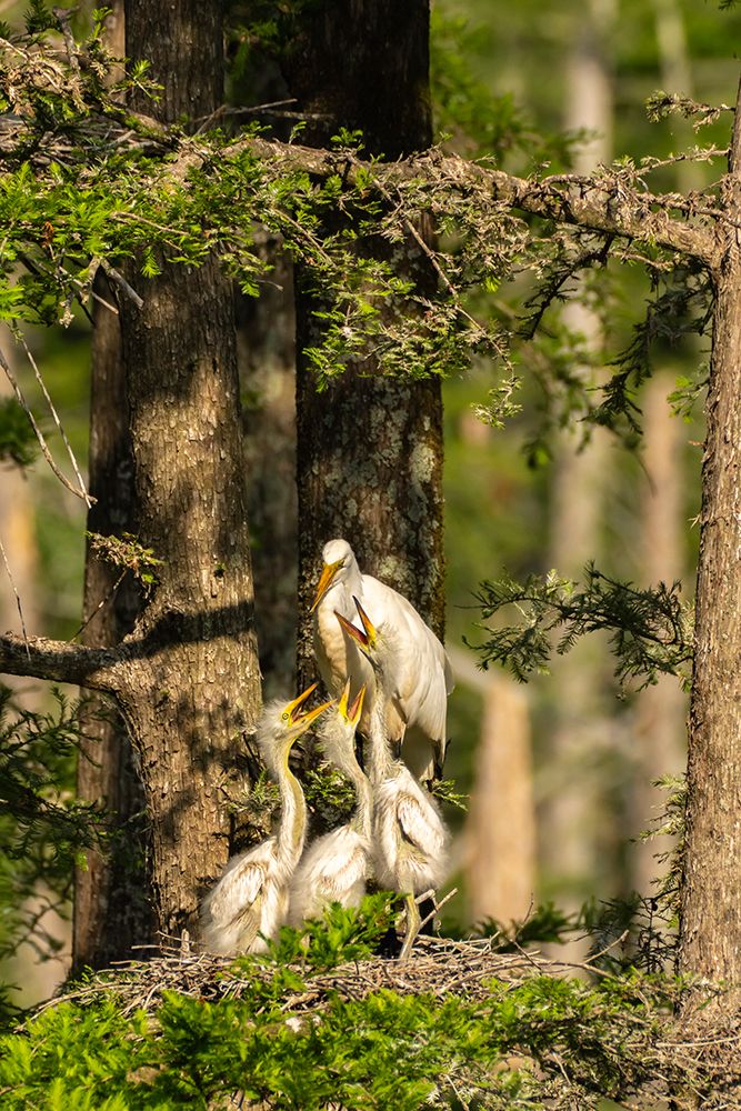 USA-Louisiana-Evangeline Parish Great egret at nest with chicks art print by Jaynes Gallery for $57.95 CAD