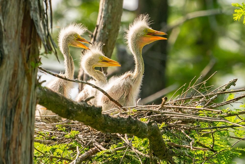 USA-Louisiana-Evangeline Parish Great egret chicks in nest art print by Jaynes Gallery for $57.95 CAD