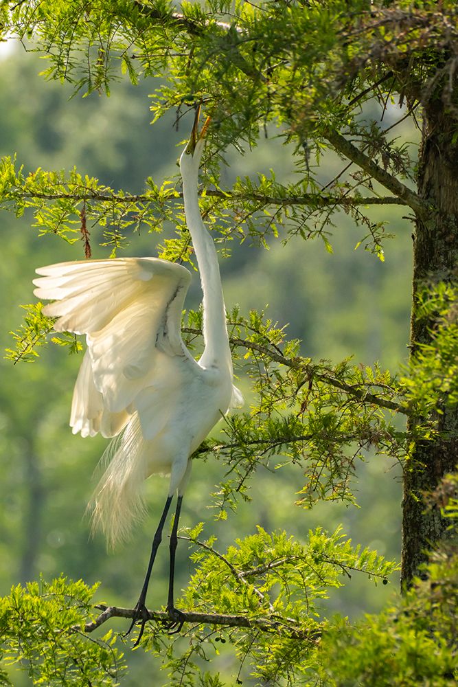 USA-Louisiana-Evangeline Parish Great egret reaching for nesting twigs in tree art print by Jaynes Gallery for $57.95 CAD