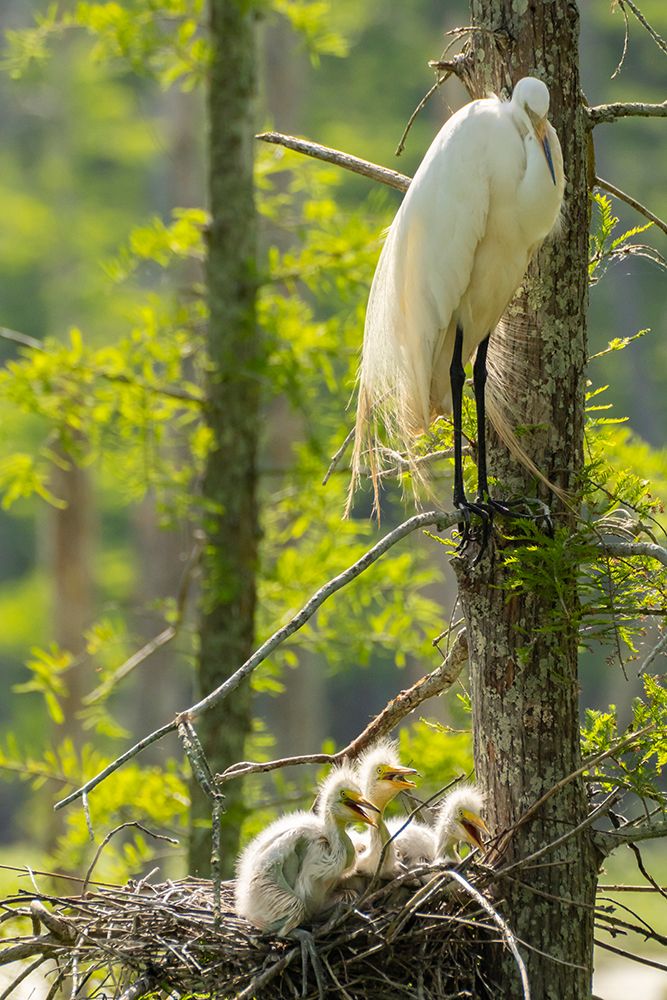 USA-Louisiana-Evangeline Parish Great egret at nest with chick art print by Jaynes Gallery for $57.95 CAD