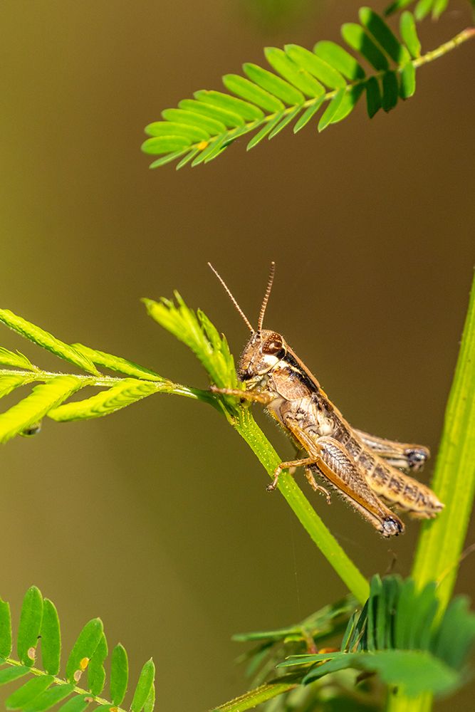 USA-Louisiana-Lake Martin Close-up of grasshopper on stem art print by Jaynes Gallery for $57.95 CAD