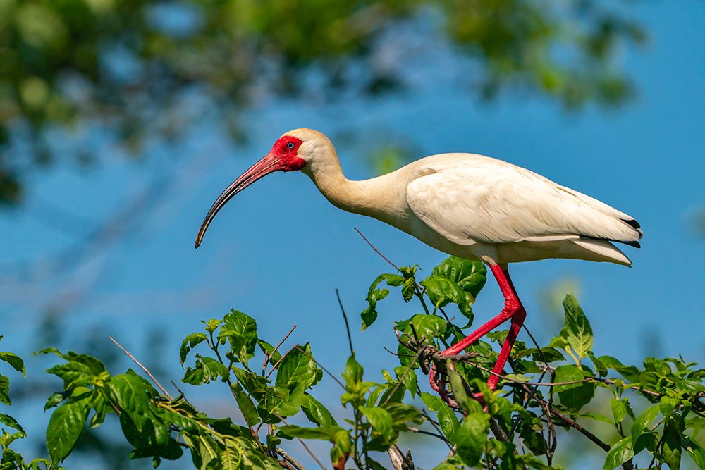 USA-Louisiana-Evangeline Parish White ibis bird in breeding plumage art print by Jaynes Gallery for $57.95 CAD
