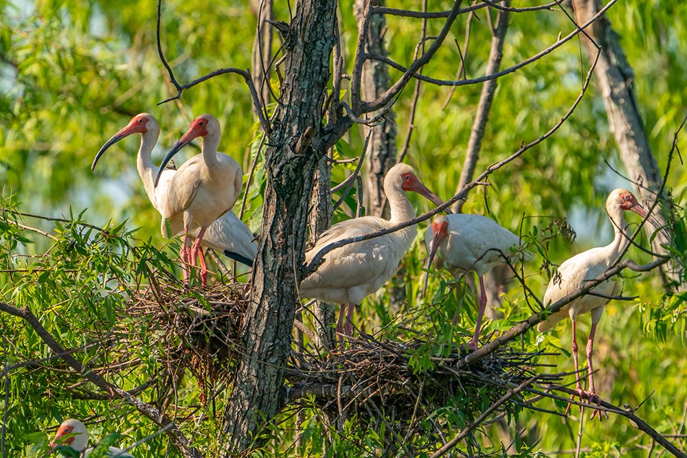 USA-Louisiana-Evangeline Parish White ibis birds in tree nests art print by Jaynes Gallery for $57.95 CAD