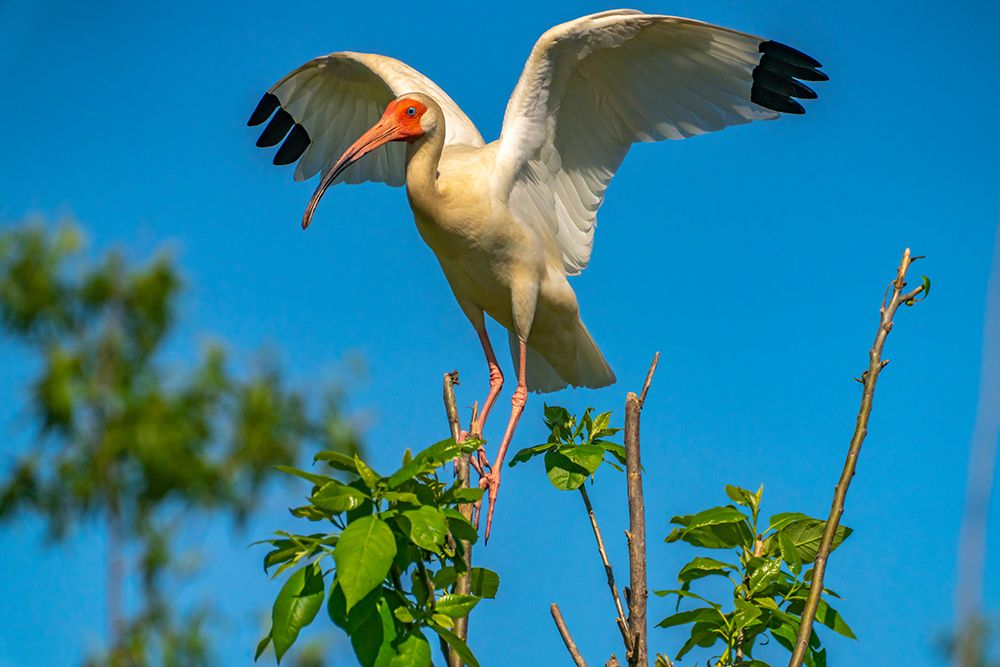 USA-Louisiana-Evangeline Parish White ibis landing in tree art print by Jaynes Gallery for $57.95 CAD