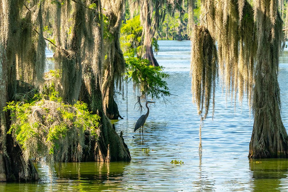 USA-Louisiana-Lake Martin Great blue heron in swamp and Spanish moss on cypress trees art print by Jaynes Gallery for $57.95 CAD