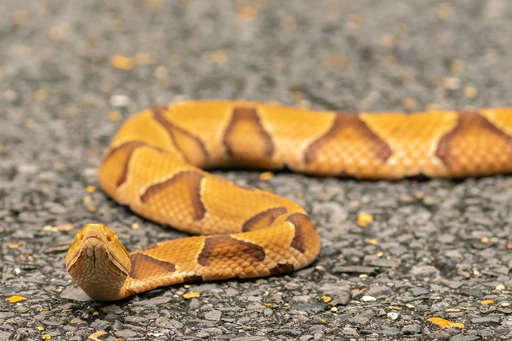USA-Louisiana-Tensas National Wildlife Refuge Close-up of copperhead snake art print by Jaynes Gallery for $57.95 CAD