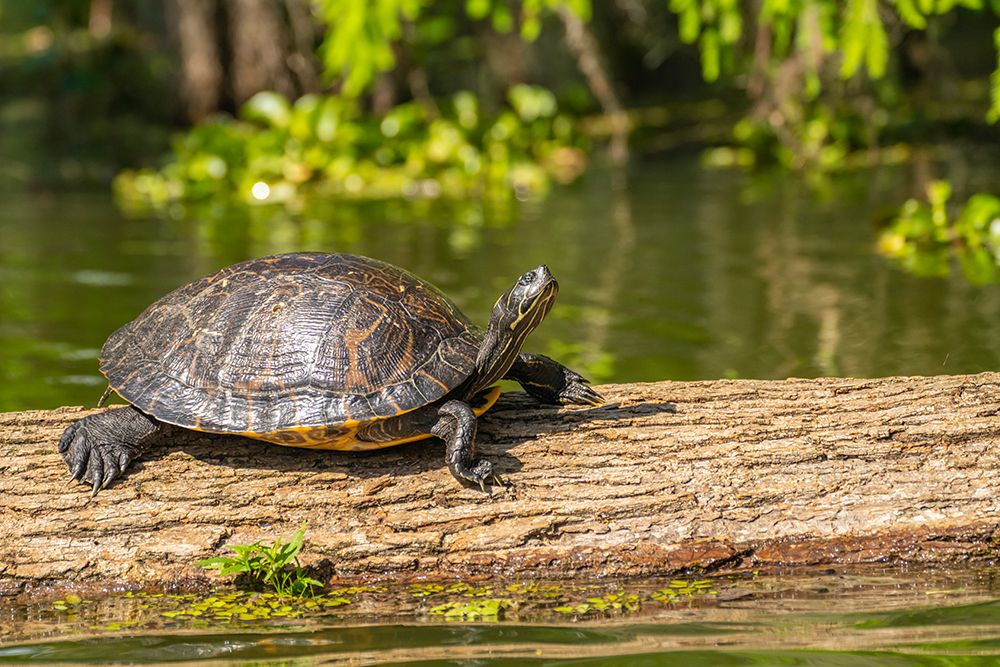 USA-Louisiana-Lake Martin Red-eared turtle on log art print by Jaynes Gallery for $57.95 CAD