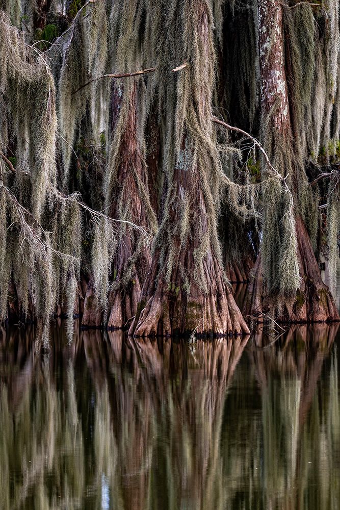 Cypress trees reflect at Lake Martin near Lafayette-Louisiana-USA art print by Chuck Haney for $57.95 CAD