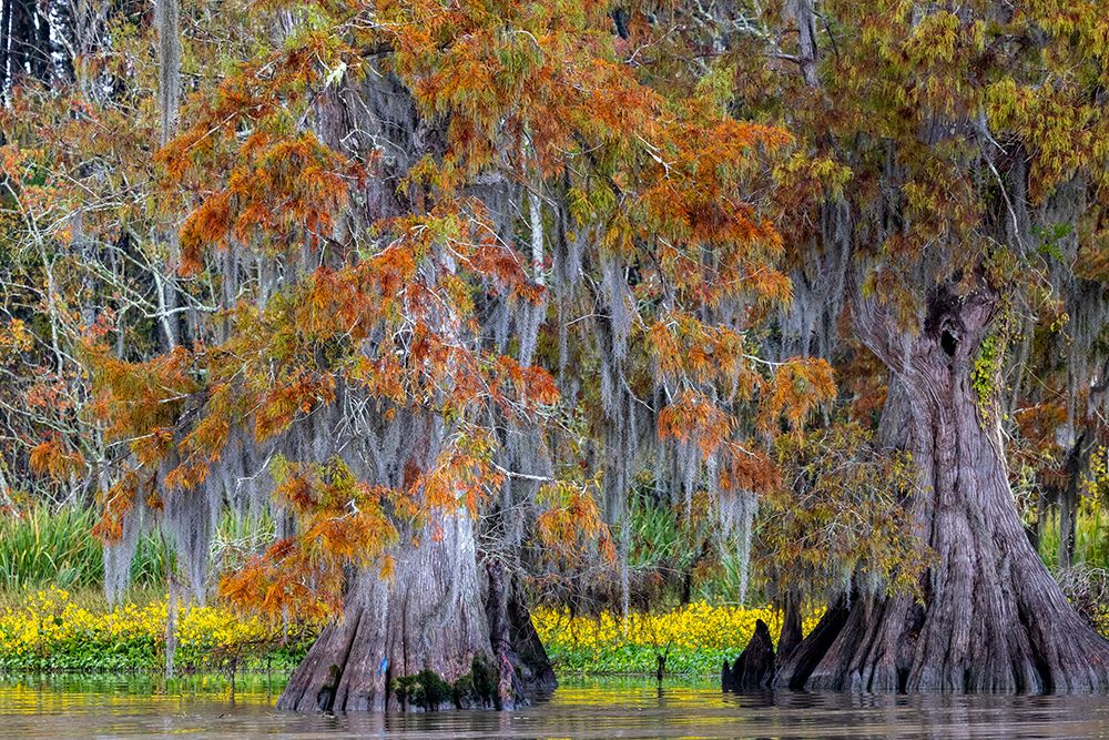 Cypress trees in autumn at Lake Dauterive near Loreauville-Louisiana-USA art print by Chuck Haney for $57.95 CAD