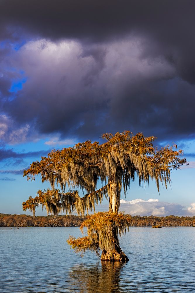 Cypress trees in autumn at Lake Martin near Lafayette-Louisiana-USA art print by Chuck Haney for $57.95 CAD