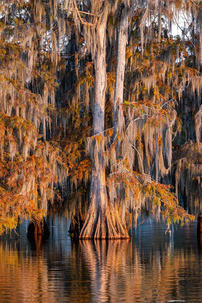 Cypress trees in autumn at Lake Martin near Lafayette-Louisiana-USA art print by Chuck Haney for $57.95 CAD