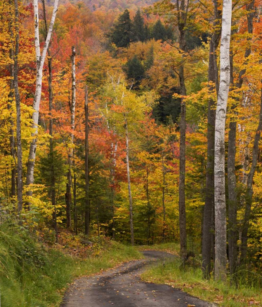 Maine, Bethel Winding lane through autumn trees art print by Wendy Kaveney for $57.95 CAD