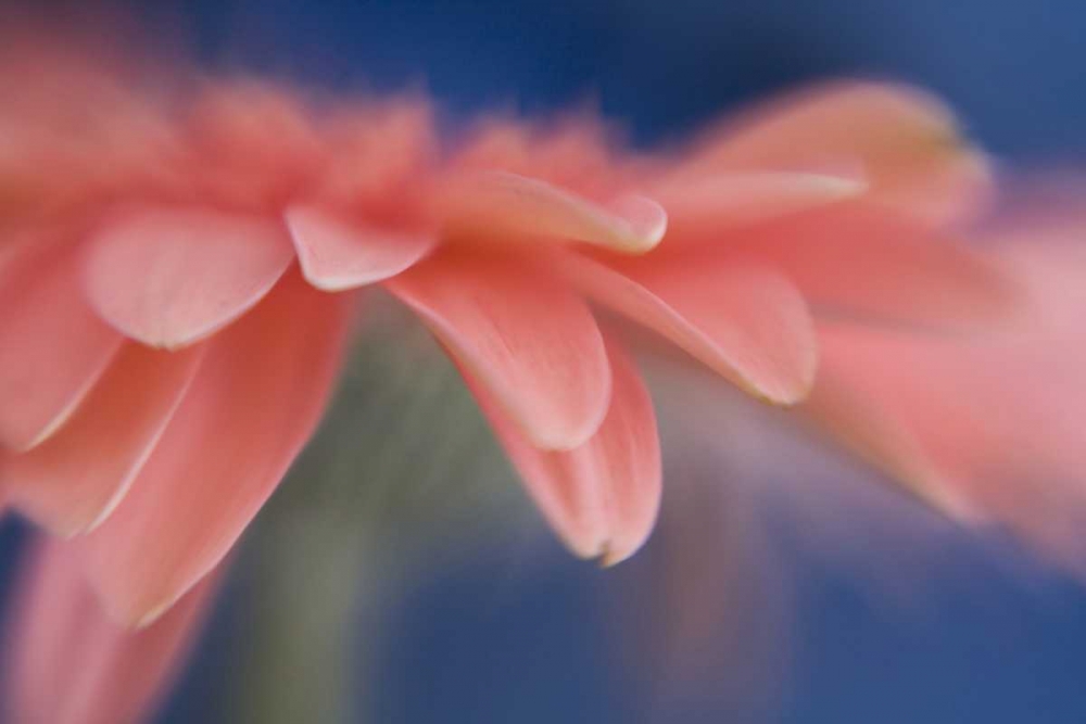 Maine, Harpswell Abstract of pink gerbera flower art print by Kathleen Clemons for $57.95 CAD