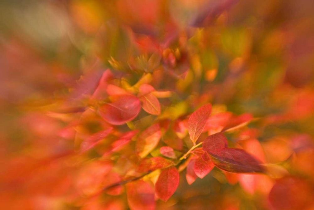 ME, Harpswell Impressionistic autumn foliage art print by Kathleen Clemons for $57.95 CAD