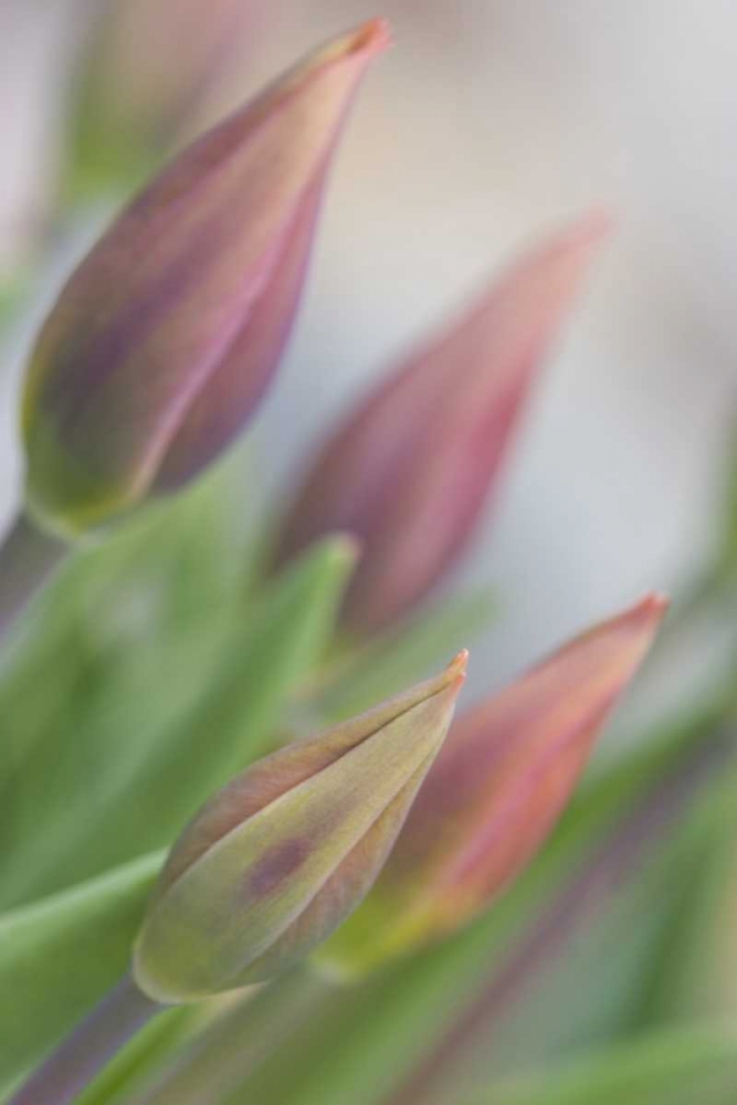 ME, Harpswell Tulip buds in a flower garden art print by Kathleen Clemons for $57.95 CAD